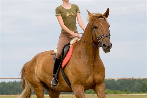 Gallop - campestre.al.gov.br