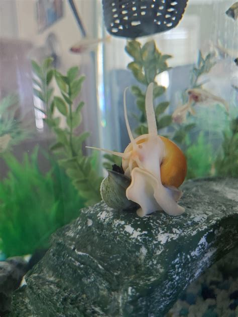 Caution: NSFW snail porn. I've never seen a more enthusiastic actress