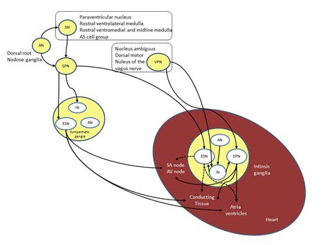 blood pressure regulation dr posa aniko physiological background