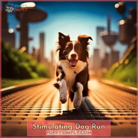 how to stop my dog from having the runs