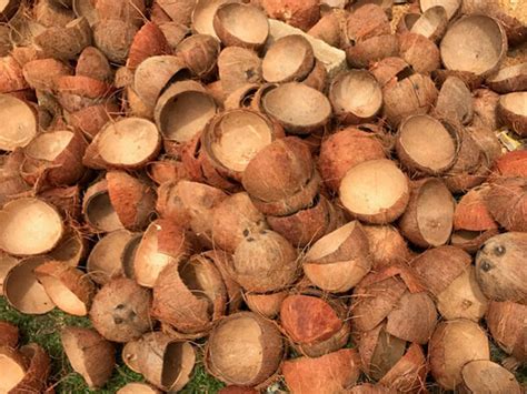 arang batok kelapa  charcoal