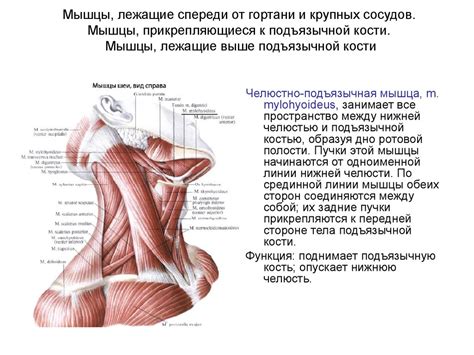 Мышцы, фасции и топография шеи - презентация онлайн