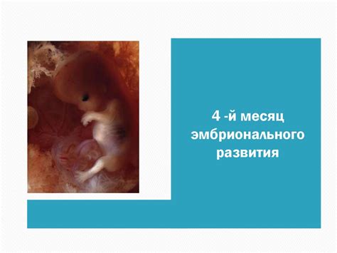Размножение человека. 8 класс. 1 - презентация онлайн