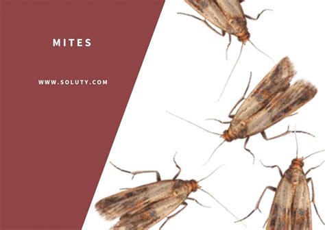 societe de traitement des mites alimentaires vetements soluty