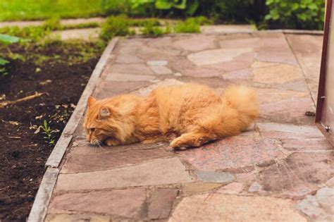 Page 9 | Hypoallergenic Images - Free Download on Freepik