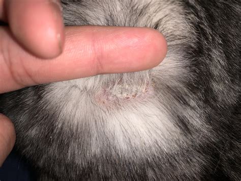 Scabs On Cats My Neck