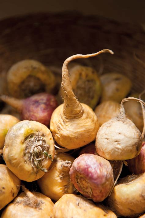 Maca | Superfoods | Biotona