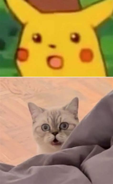My cat just re created this meme : r/cats