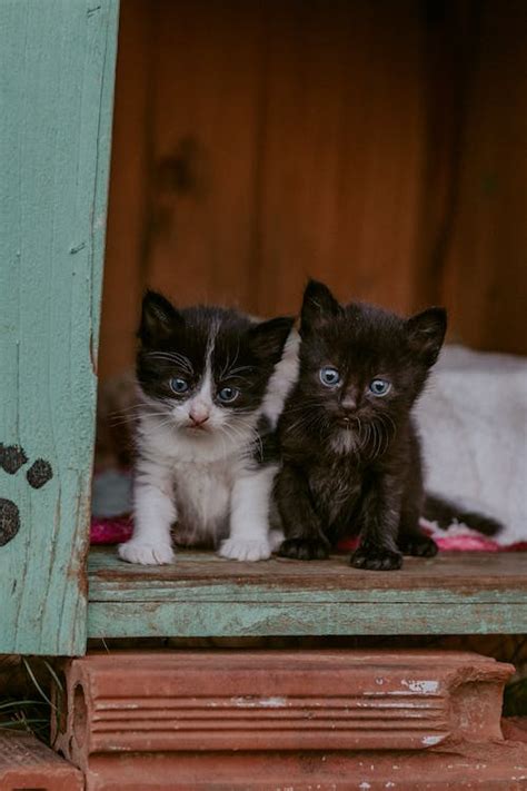 20,000+ Best Funny Cat Photos · 100% Free Download · Pexels Stock Photos