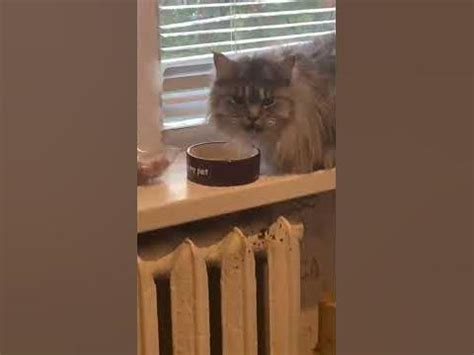 Кошька пьëть водю - YouTube