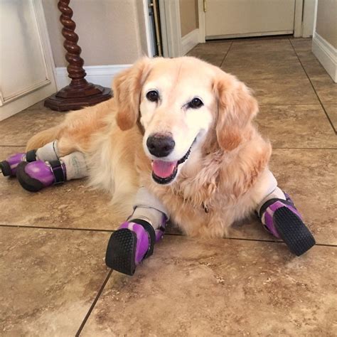 dog prosthetic leg  june blackwell blog