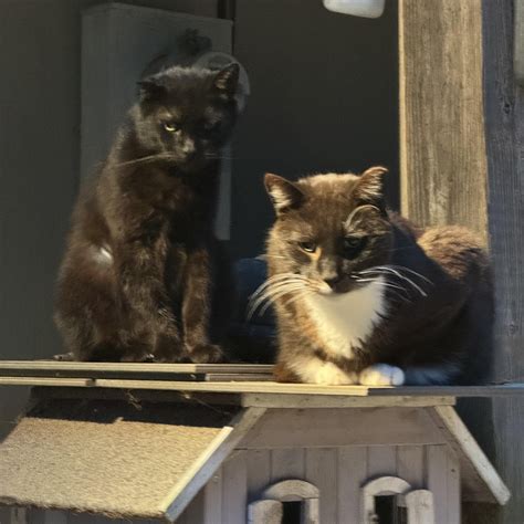 Ivy Woods Feline Sanctuary | Westminster MD