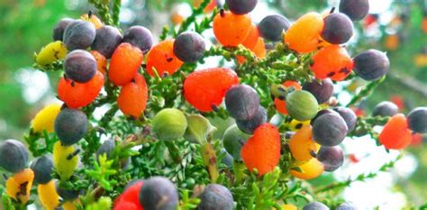 Multi-grafted fruit trees are something you need to see
