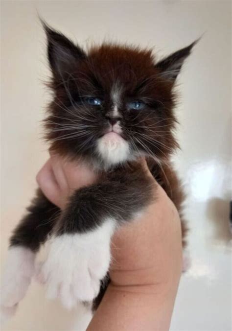 17 Unique Maine Coons With Blue Eyes - MaineCoon.org