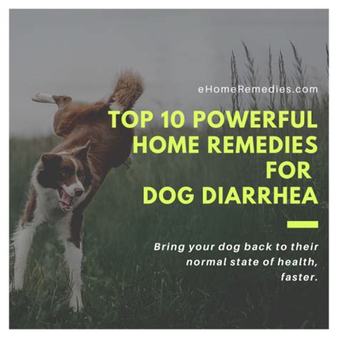 top  powerful home remedies  dog diarrhea