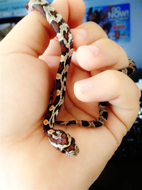 What Are The Friendliest Pet Snakes - Petspare