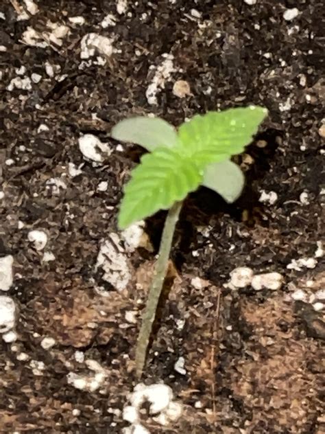 Stunted seedling - Seedling - ILGM Growers Forum | Free Cannabis
