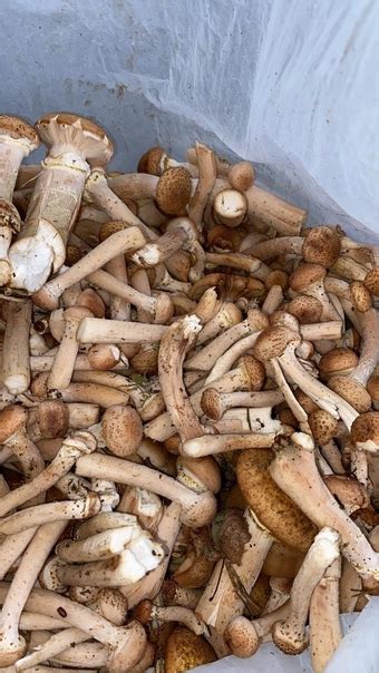 Продам грибы опята, мелкие 1200 за 10 литровое ведро с верхом. Доставка ...