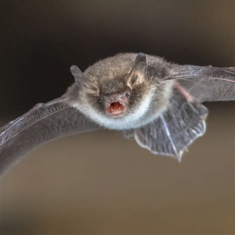 Chauve-souris | Zoologiste.com