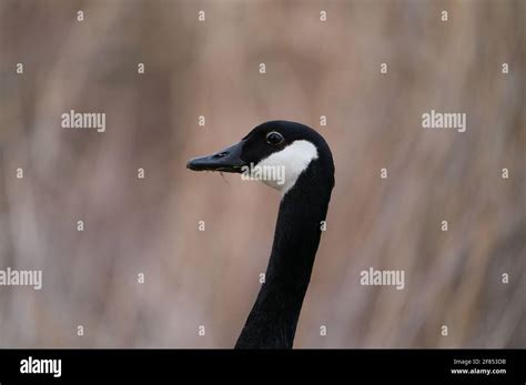 goose face  res stock photography  images alamy