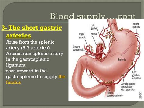 stomach  esophagus powerpoint    id