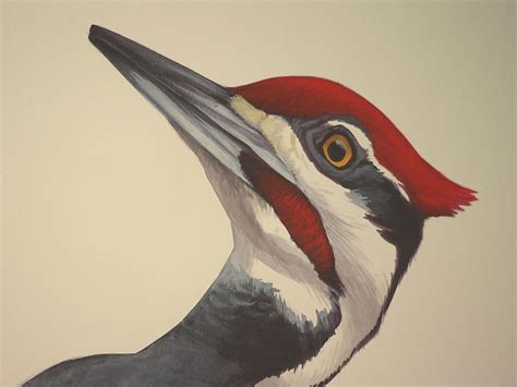 Illustrator David Sibley's bestselling field guides for birdwatchers cover more than 800 species ...