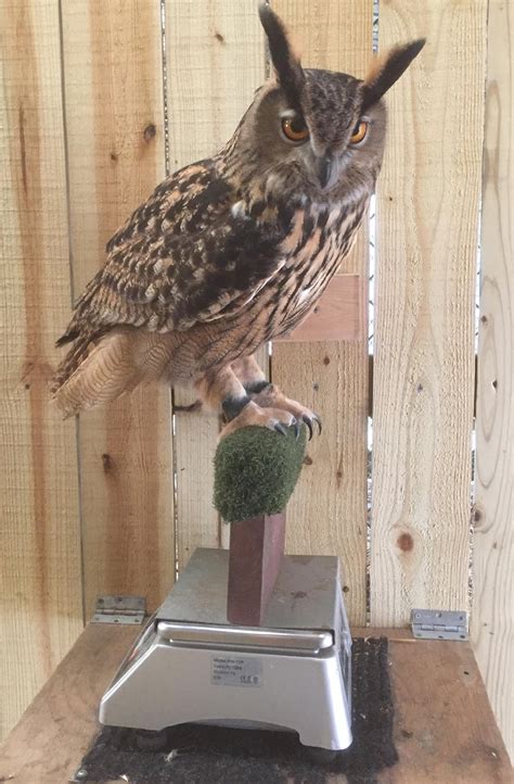 Owl Legs: Fun Facts That Keep This Species Standing Firm