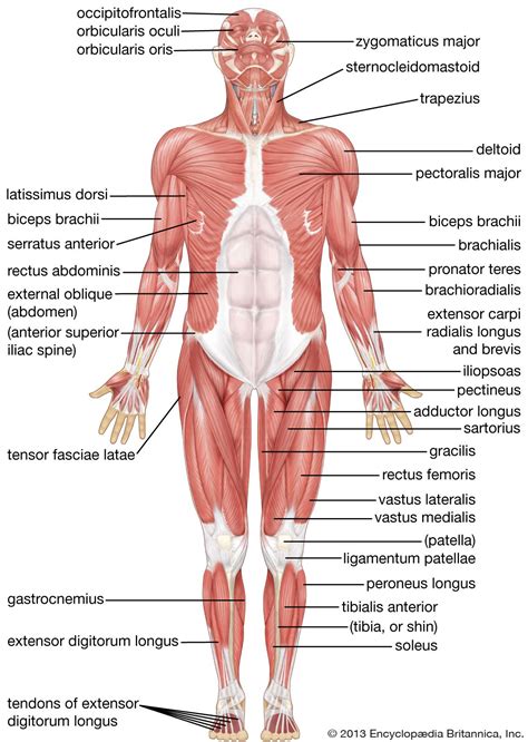 human muscle system functions diagram facts britannica