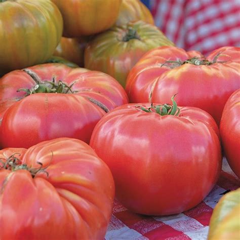 Tomato, Brandywine - Organic Harvest