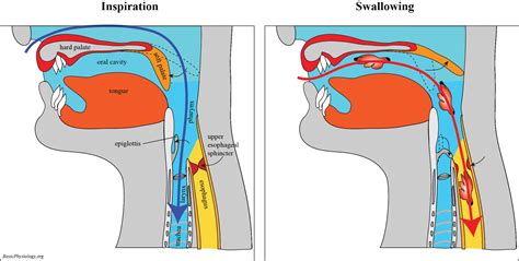 pharynx larynx epiglottis diagram