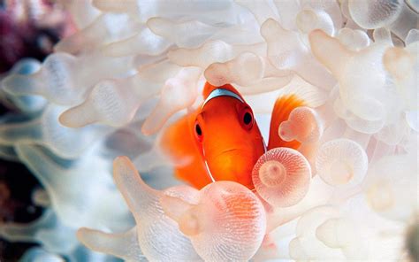 Clown Fish Wallpaper (61+ pictures) - WallpaperSet