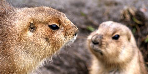 6 Sneaky Ways To Outsmart Your Unwanted Prairie Pals