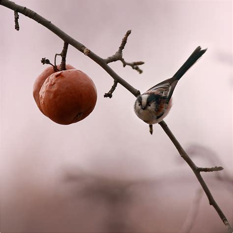 Дългоопашат синигер | Author Lubomir Kostov - LKK | PHOTO FORUM