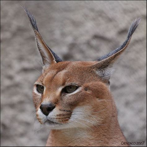 Animals With Long Ears | noonaday