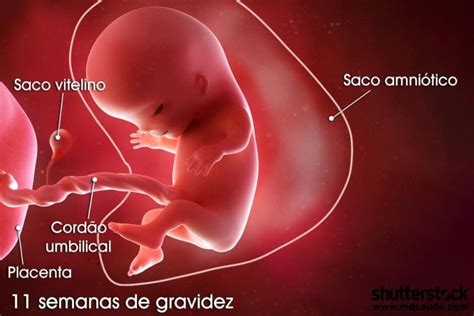 Quanto Tempo É 11 Semanas - 11 semanas de gravidez | Gestação semana a semana