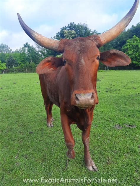 Watusi cow for Sale