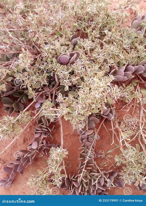 Two Creeping Plants on the Same Place, August 2022 in Kenya Stock Image
