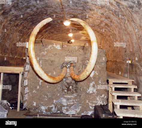 Mammoth tusks at the mammoth museum in Khatanga The museum is located ...