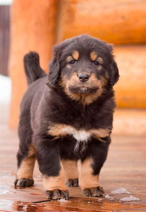 🐶 Бурят-монгольский Волкодав - Информация о породе собаки, Фото, Уход ...
