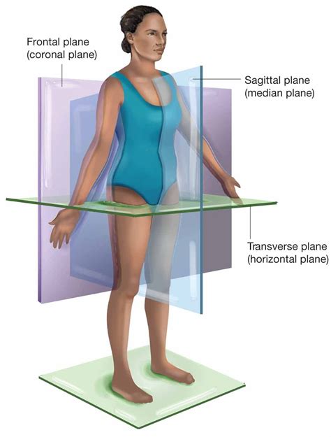 The sagittal (medial) plane passes through the person vertically and ...