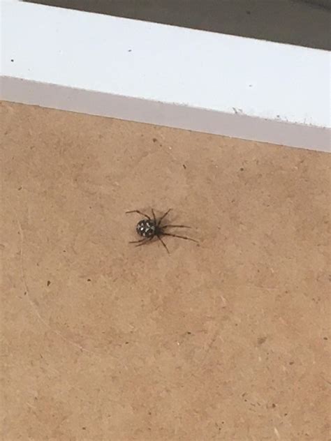 Do you know what type od spider is? : r/spiders