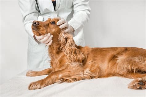 Folikulárna konjunktivitída / Veterinárna klinika PrimaVet - Bratislava ...
