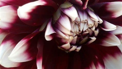 2011-10-15_16-05-14_717 – Basil & Roses