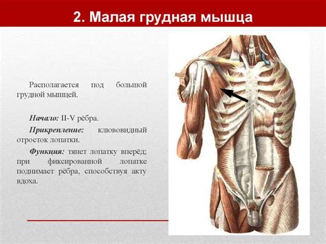 Мышцы шеи - презентация онлайн