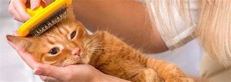 cat hair loss  diagnosis  care tips purina