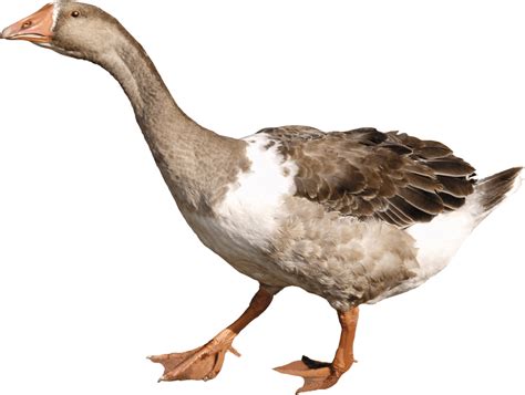 Download goose PNG Image for Free