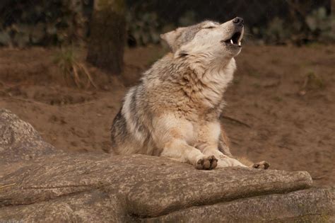 Mexican Wolf Howling Photograph by Keith Allen - Pixels