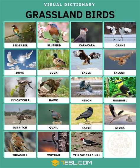 List of Grassland Animals in English with Pictures • 7ESL