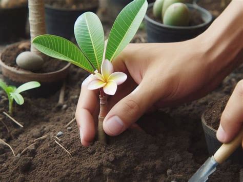 growing plumeria  cuttings  step  step guide florgeous
