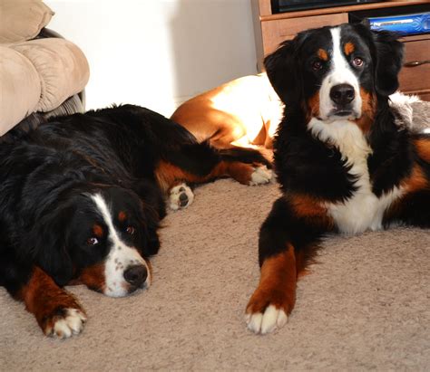 Bernese Mountain Dog Puppy Activity Level at Michelle Wang blog